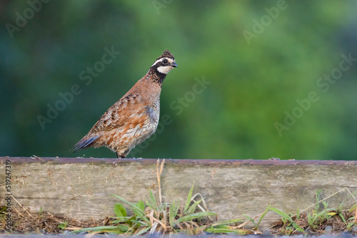 Cuadro en lienzo Male northern bobwhite (Colinus virginianus)