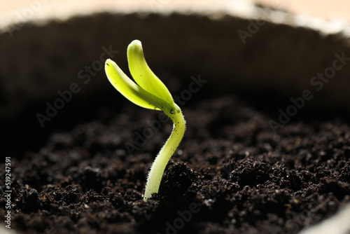 Pot with little green seedling growing in soil, closeup