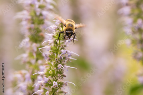 Honey bee draws nectar from tiny hyssop blooms and spreads pollen as it does so.  Shot in a garden in Toronto's Beaches neighbourhood in July. © Michael Connor Photo