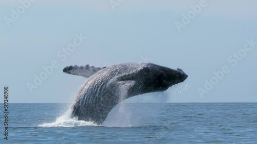 Epic Humpback Whale jumps out of the water in perfect picture frame close up photo