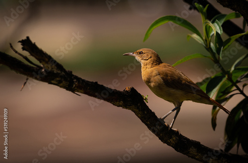 Peaceful bird portrait at golden hour. 
Red ovenbird also known as Rufous hornero (Furnarius rufus). photo