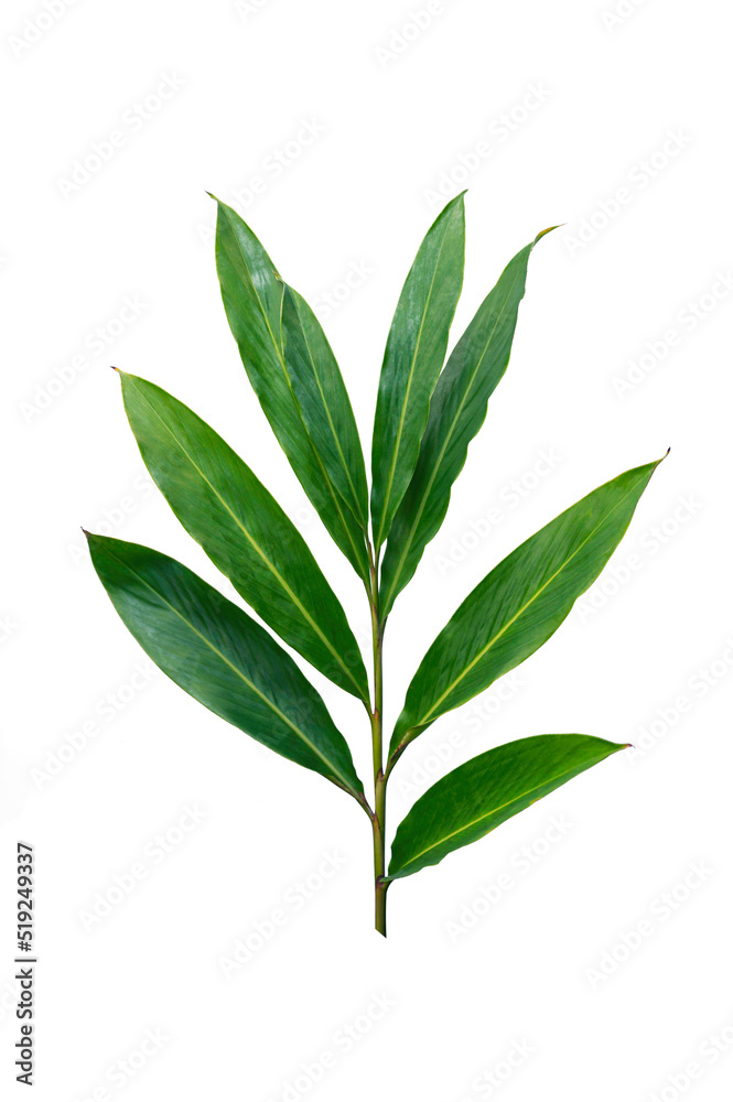 Naklejka premium Green leaves isolated on white background