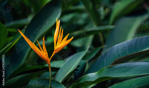  Tropical flower blooming in the garden nature background. photo