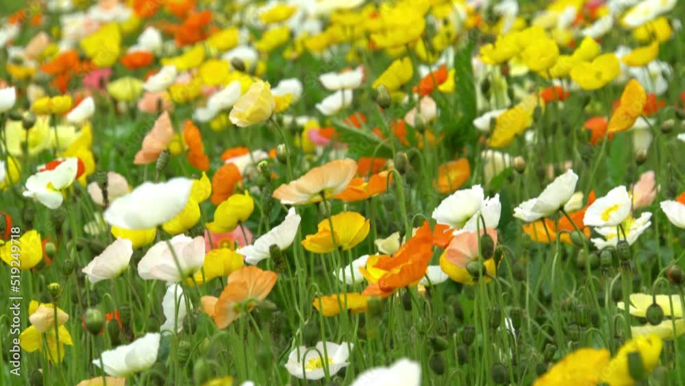 colorful poppy flower garden
