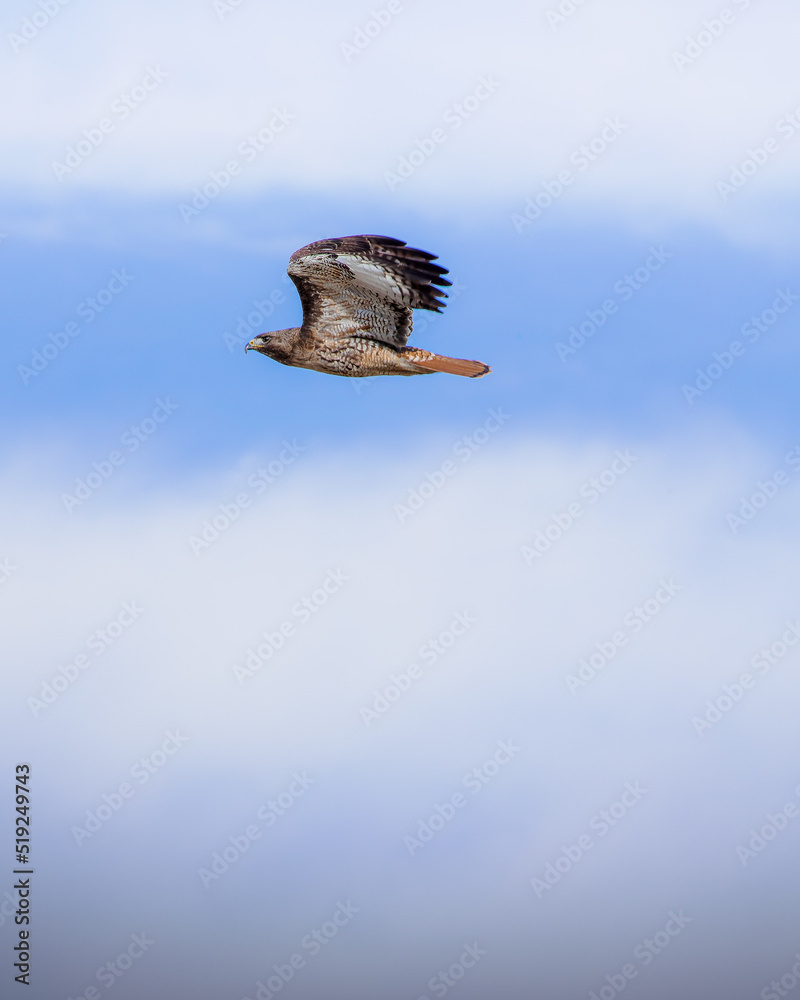 Obraz premium Hawk in flight