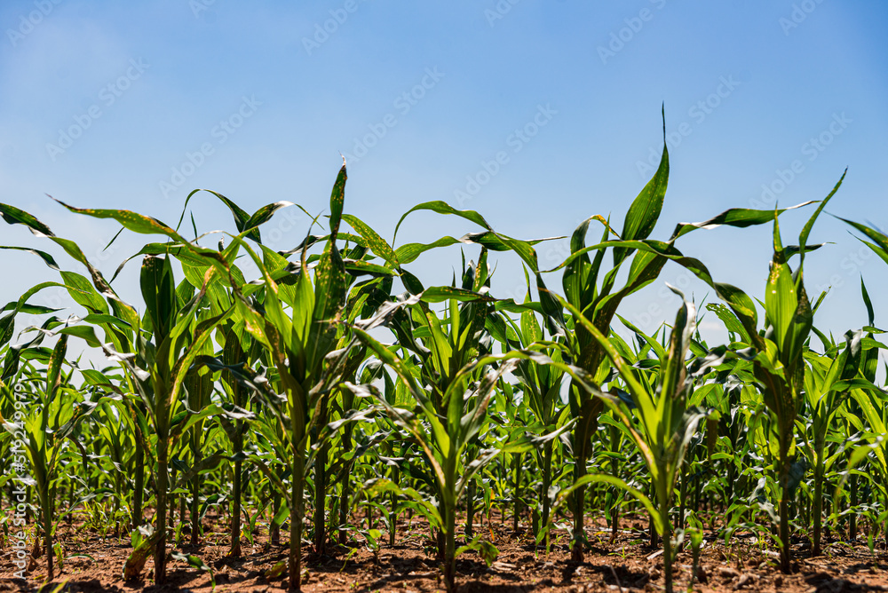 Obraz premium Plantação de Milho