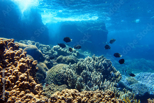 Fototapeta Naklejka Na Ścianę i Meble -  Indonesia Sumbawa - Colorful coral reef with tropical fish