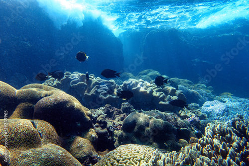 Indonesia Sumbawa - Colorful coral reef with tropical fish © Marko