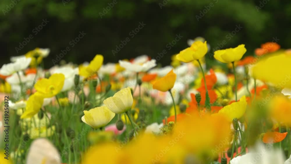 poppies swaying in the wind flower garden