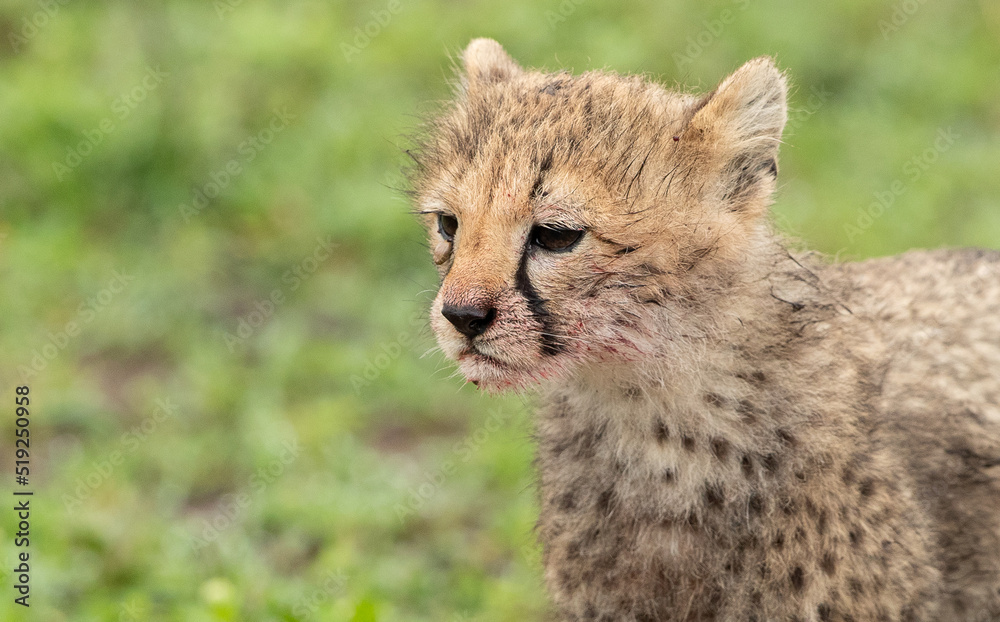 Cheetahs roaming the plains of Tanzania hunting for Wildebeest during the great migration Cheetahs roaming the plains of Tanzania hunting for Wildebeest during the great migration