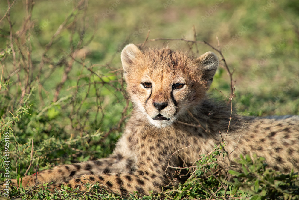 Cheetahs roaming the plains of Tanzania hunting for Wildebeest during the great migration Cheetahs roaming the plains of Tanzania hunting for Wildebeest during the great migration