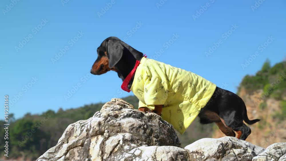 Dachshund puppy has climbed to the top of cliff and looks down from conquered height during the journey, side view. Active lifestyle of pet who loves travel and adventures