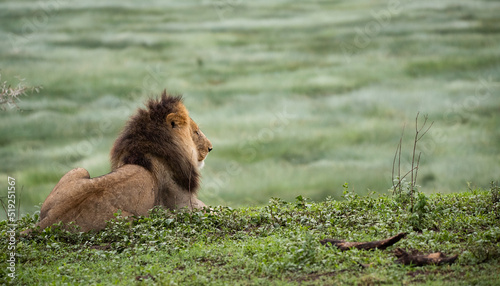Lions Roaming the Plains of Tanzania