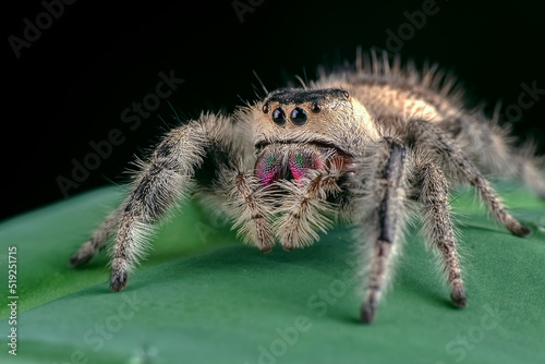 Big jumping spider with prey