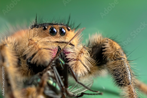 Big jumping spider with prey