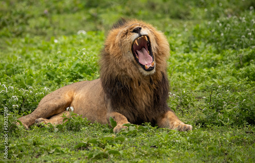 Lions Roaming the Plains of Tanzania