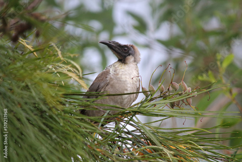 Juvenile noisy friarbird bird sitting in a grevillea shrub in Australia photo