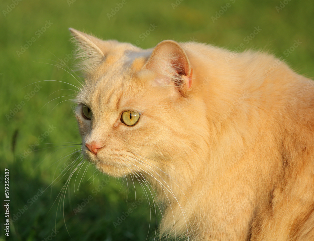 Cute ginger tabby cat sitting on the grass