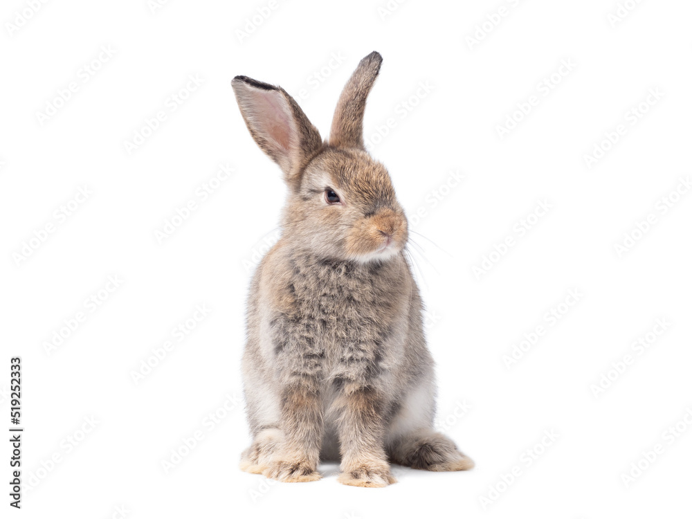 Fototapeta premium Adorable gray rabbit sitting on white background.