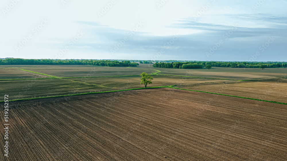 Lone tree in the farm field