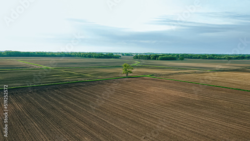 Lone tree in the farm field