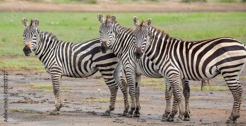 Zebras on the plains of Tanzania during the great migration.