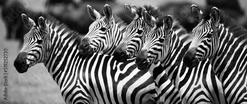 Zebras on the plains of Tanzania during the great migration.
