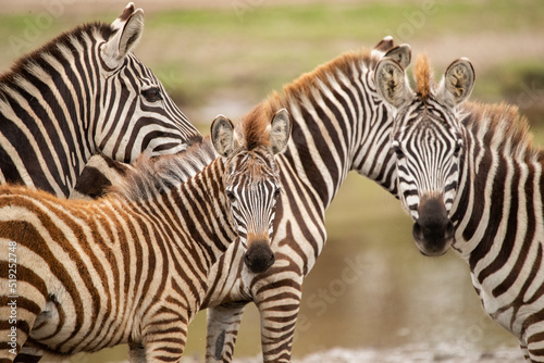 Zebras on the plains of Tanzania during the great migration.