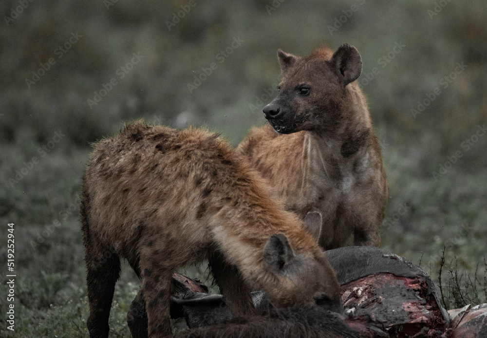 Hyenas Wander the Tanzania plains in search of food Hyenas Wander the Tanzania plains in search of food
