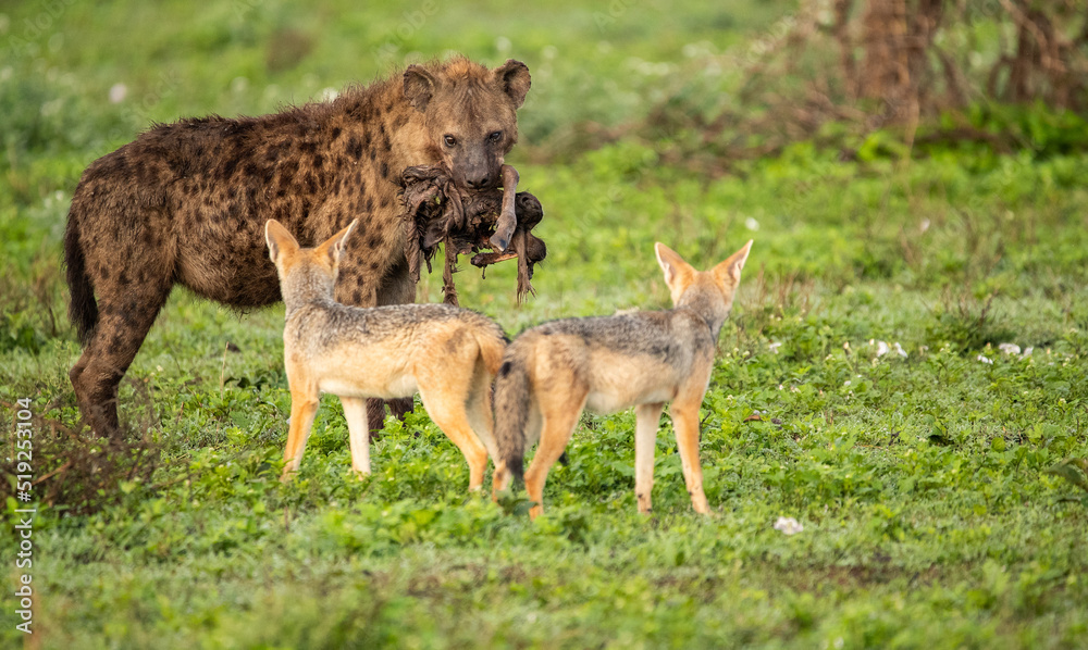 Hyenas Wander the Tanzania plains in search of food Hyenas Wander the Tanzania plains in search of food