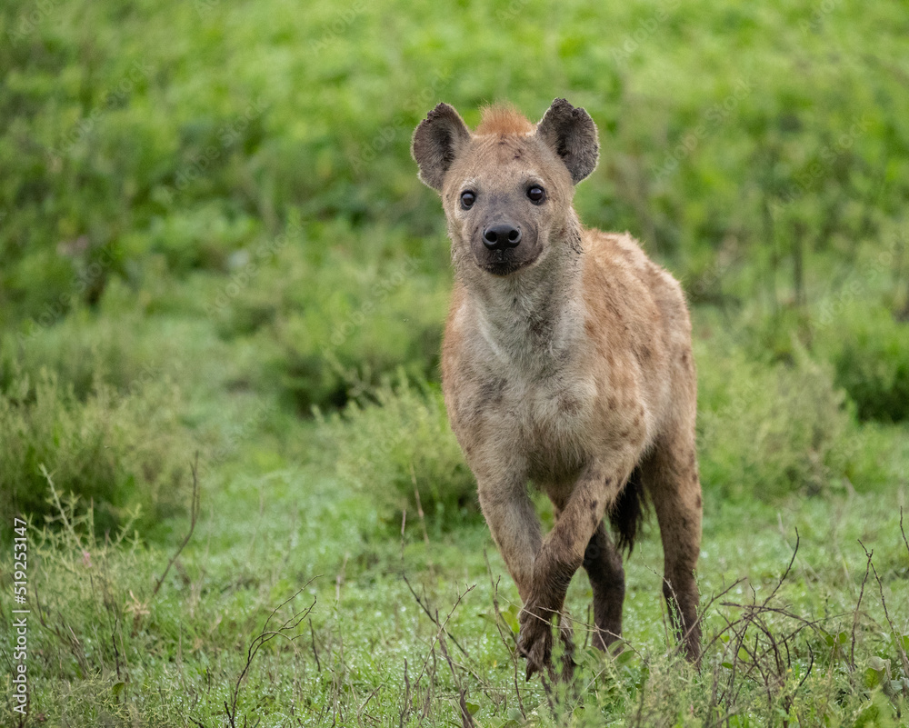 Hyenas Wander the Tanzania plains in search of food Hyenas Wander the Tanzania plains in search of food