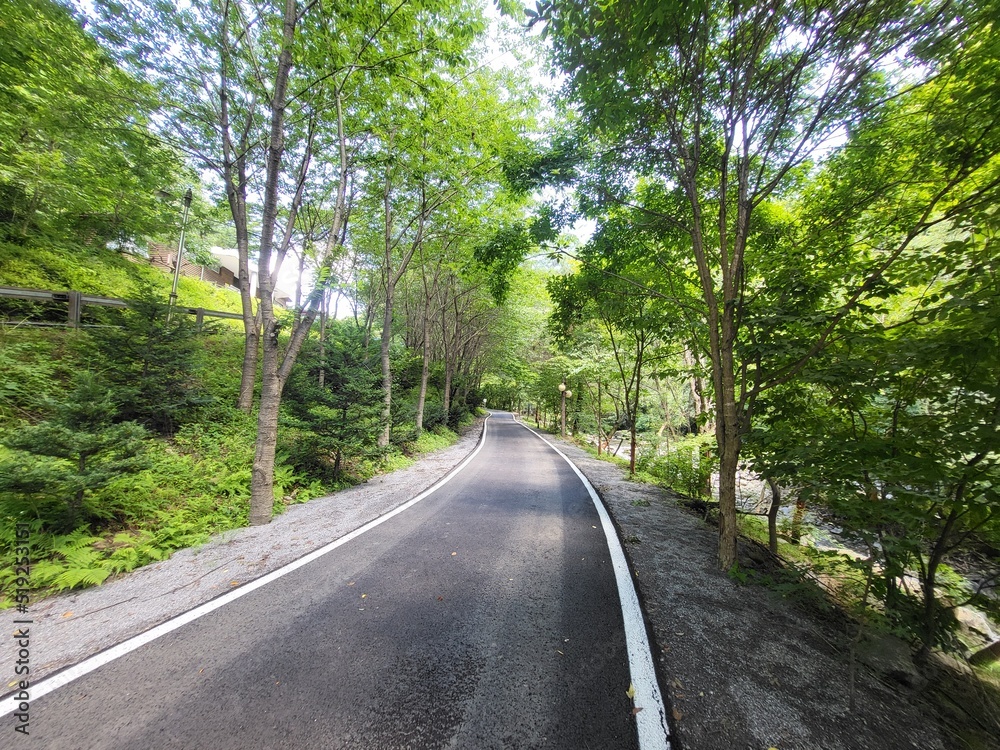 Fototapeta premium road in the woods