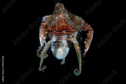 Coconut Octopus - Amphioctopus marginatus lives in a glass jar and feeds on a crab. Underwater night life of Tulamben, Bali, Indonesia. photo