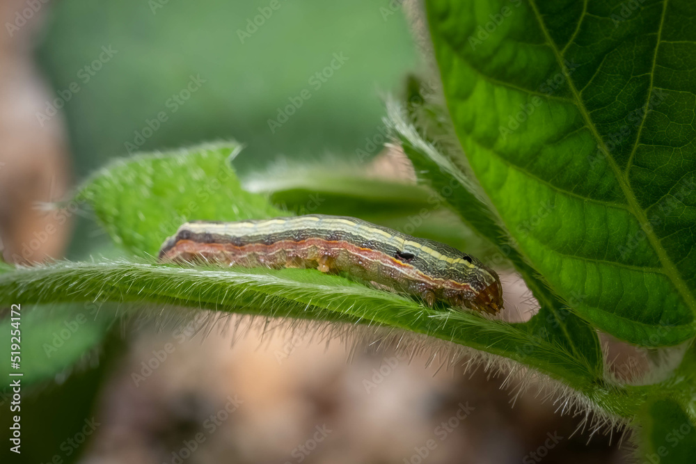 A Yellow-striped Armyworm (Spodoptera ornithogalli), a pest of signicant concern, munches on soybean leaves. Raleigh, North Carolina. A Yellow-striped Armyworm (Spodoptera ornithogalli), a pest of signicant concern, munches on soybean leaves. Raleigh, North Carolina.