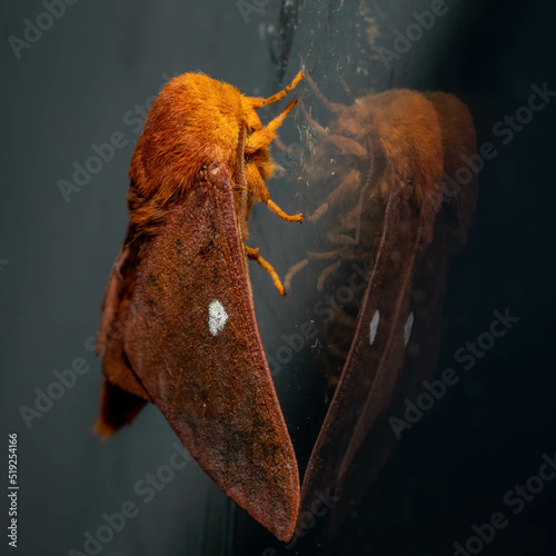 The adult moth form of the Yellow-striped Oakworm (Anisota peigleri). Raleigh, North Carolina. photo