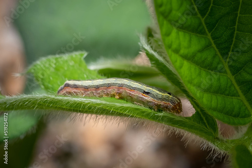 A Yellow-striped Armyworm (Spodoptera ornithogalli), a pest of signicant concern, munches on soybean leaves. Raleigh, North Carolina.
