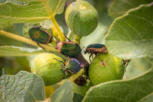 Green June Beetles (Cotinis nitida) feast on a cluster of figs. Raleigh, North Carolina.