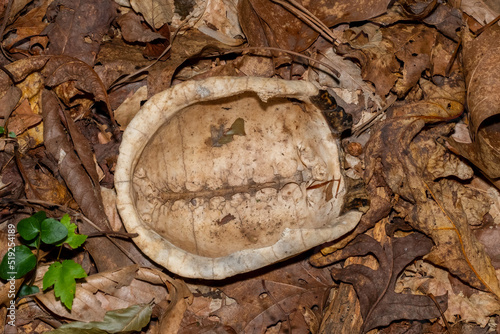 Fotografiet The carapace of an Eastern Box Turtle lays upside down in the forest