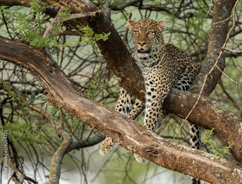 Leopard roaming the forests of Tanzania © ScottCanningImages