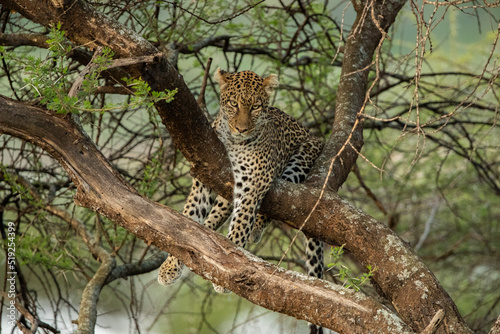 Leopard roaming the forests of Tanzania