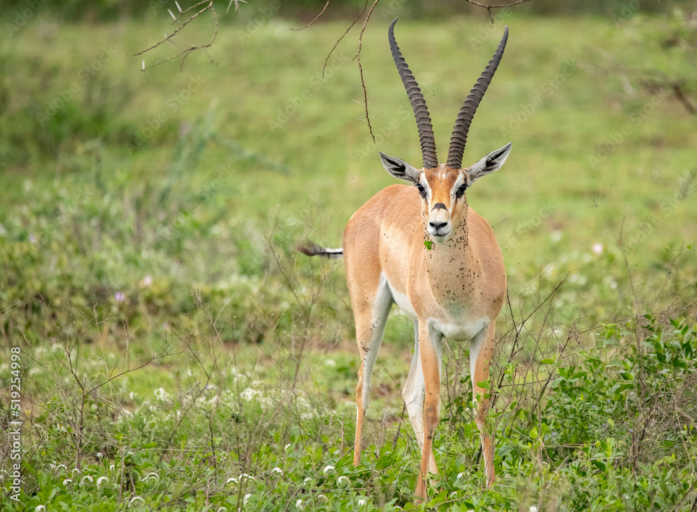 Antelope Wandering the Plains of Tanzania during the great migration Antelope Wandering the Plains of Tanzania during the great migration