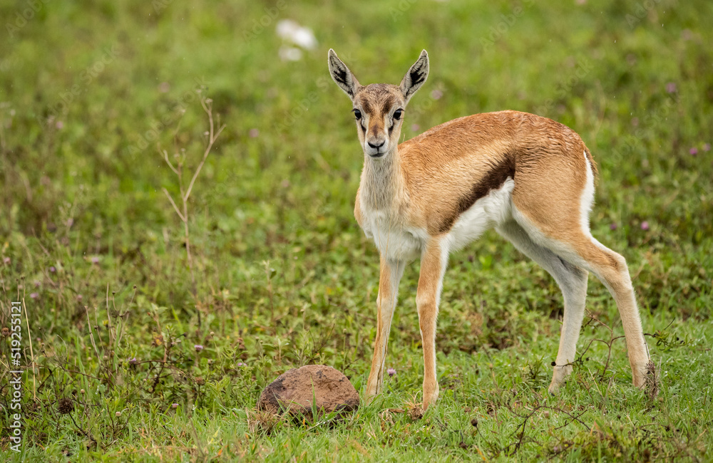Antelope Wandering the Plains of Tanzania during the great migration Antelope Wandering the Plains of Tanzania during the great migration