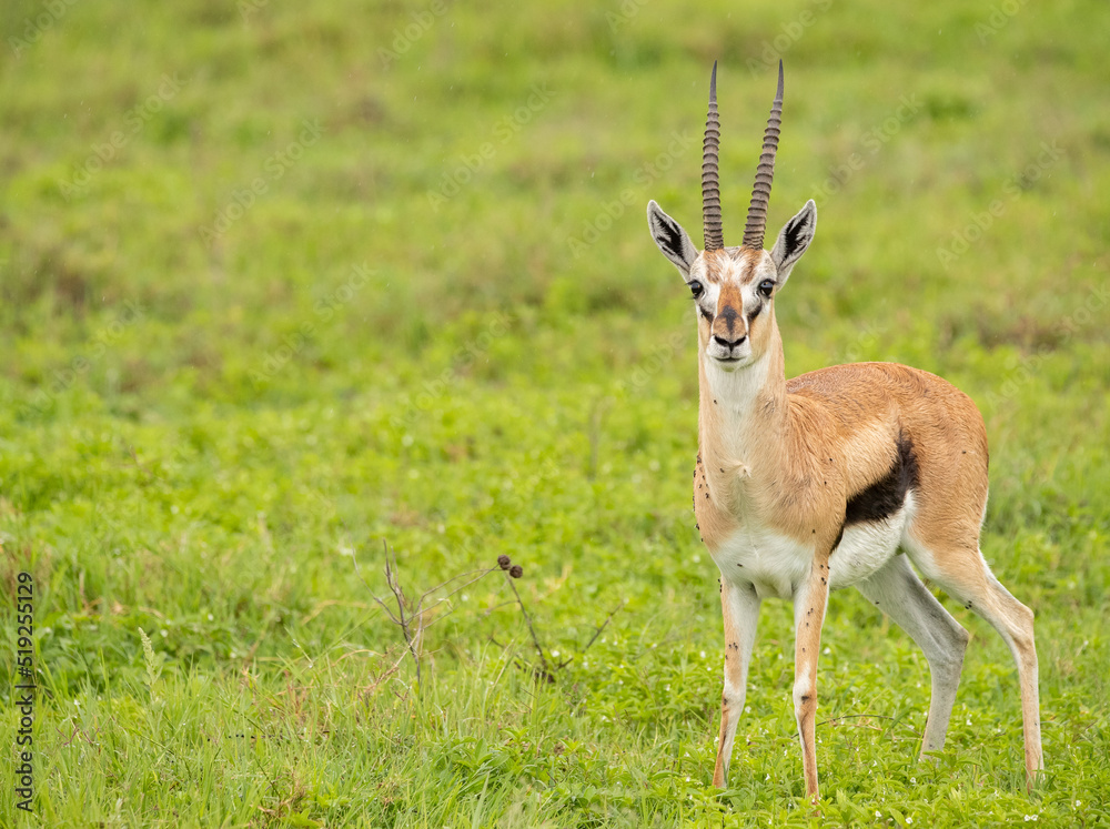 Antelope Wandering the Plains of Tanzania during the great migration Antelope Wandering the Plains of Tanzania during the great migration