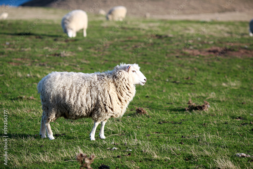 Fototapeta premium field and sheeps in newzealand