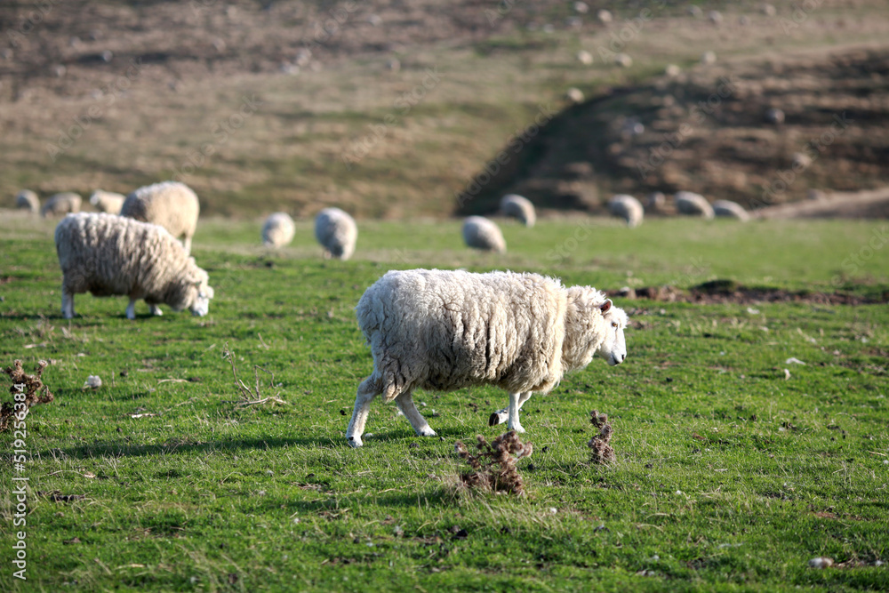 Fototapeta premium field and sheeps in newzealand