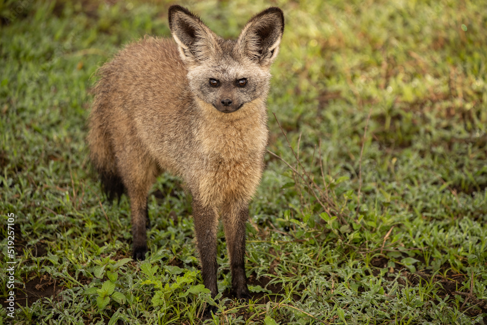 Bat Eared Fox on the Plains of Tanzania Bat Eared Fox on the Plains of Tanzania