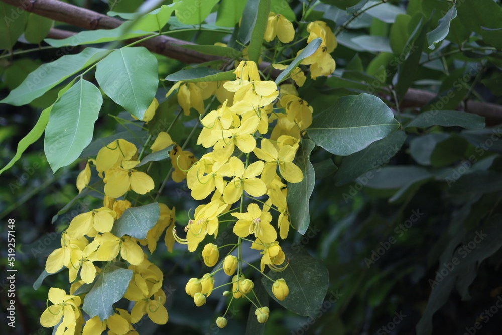 Cambodia. Cassia fistula, commonly known as golden shower, purging ...