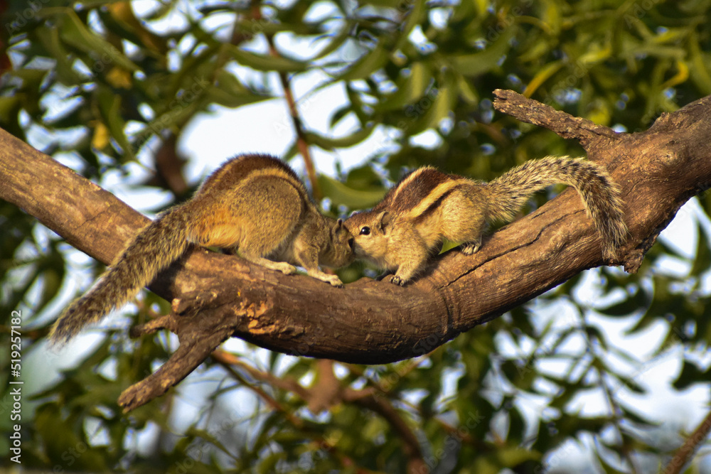 squirrel on tree