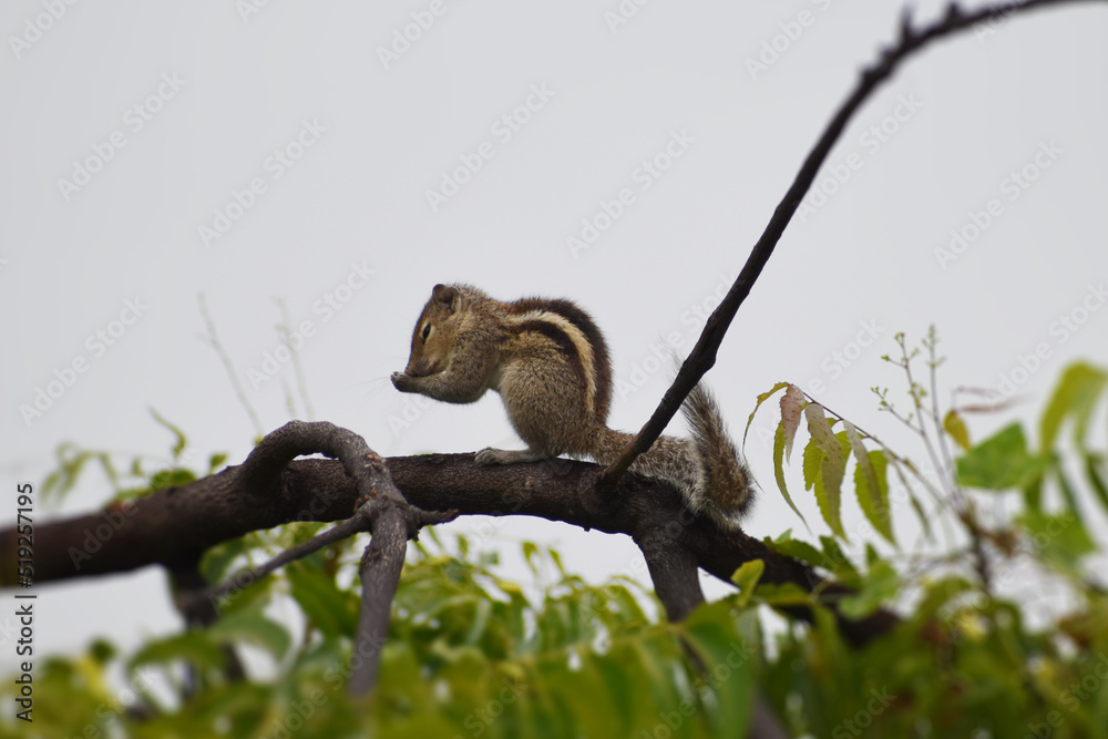 Obraz premium squirrel on a branch