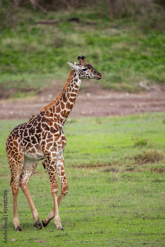 Obraz premium Giraffe on the Plains of Tanzania